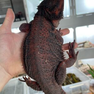 Rote und schwarze Bartagame zu verkaufen