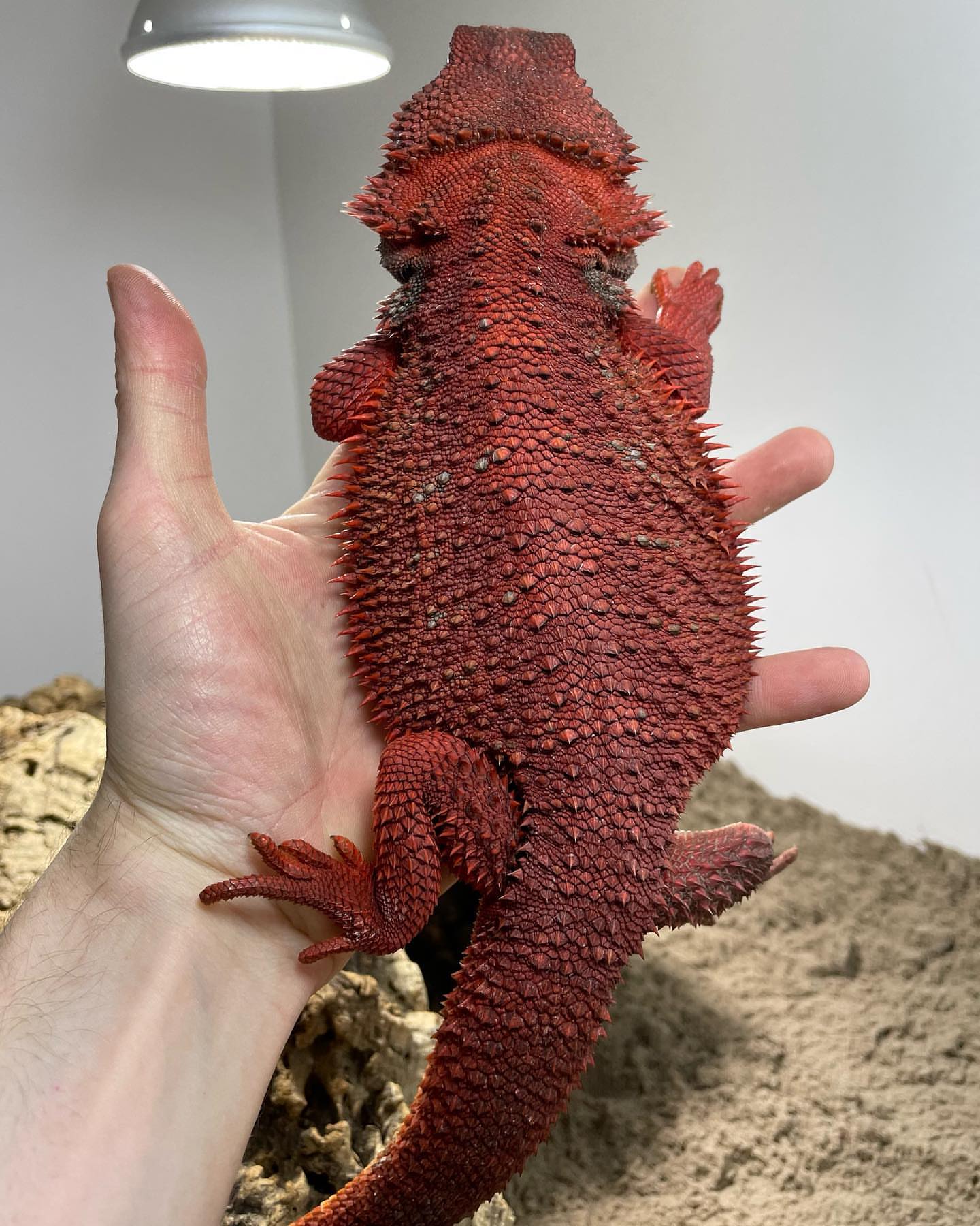 Bartagame kaufen online