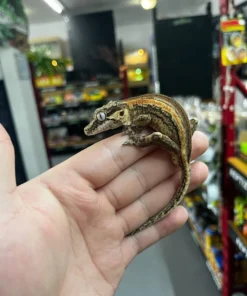 Gargoyle Gecko Kaufen