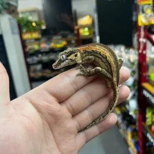 Gargoyle Gecko Kaufen