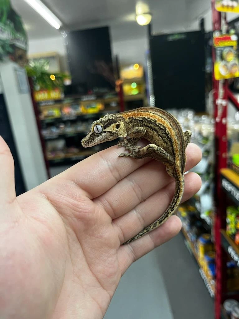 Gargoyle Gecko Kaufen