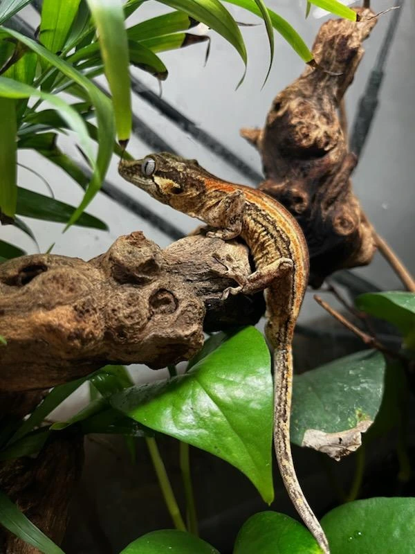 Gargoyle Gecko Kaufen