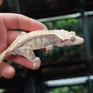 Kronengecko kaufen