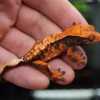 Kronengeckos Kaufen