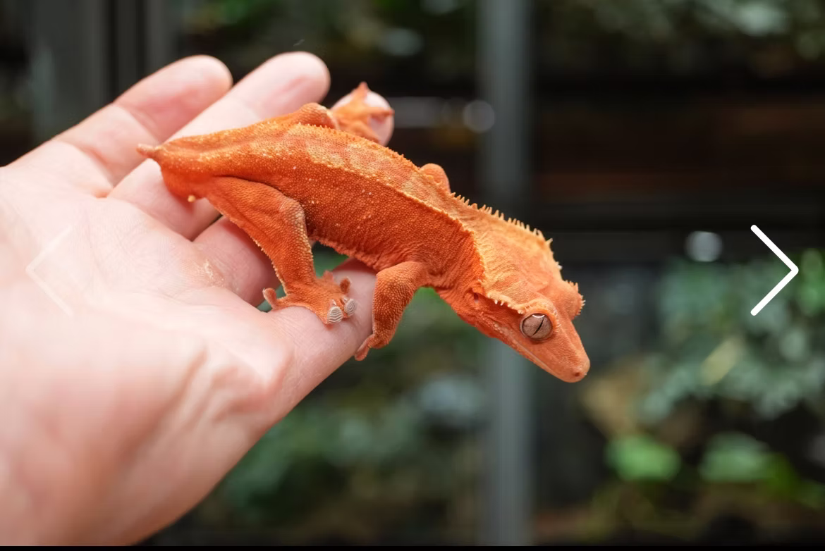 Roter Phantom-Nadelstreifen Kronengecko