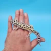 Leopard gecko kaufen