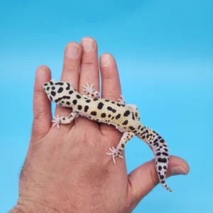 Leopard gecko kaufen