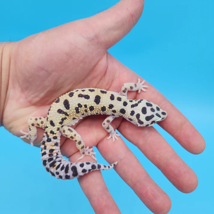 Leopard gecko kaufen