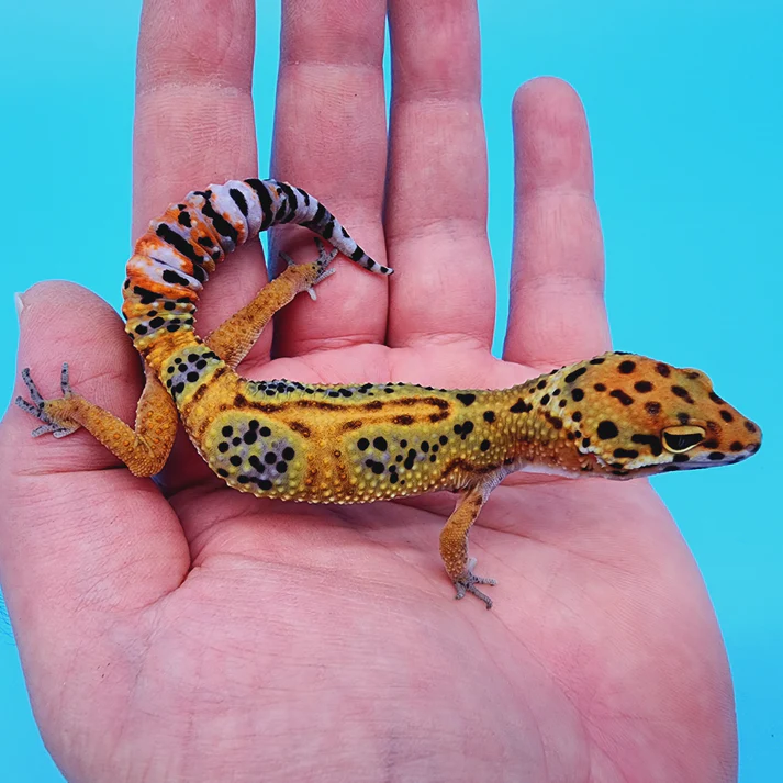 Leopardgecko kaufen online
