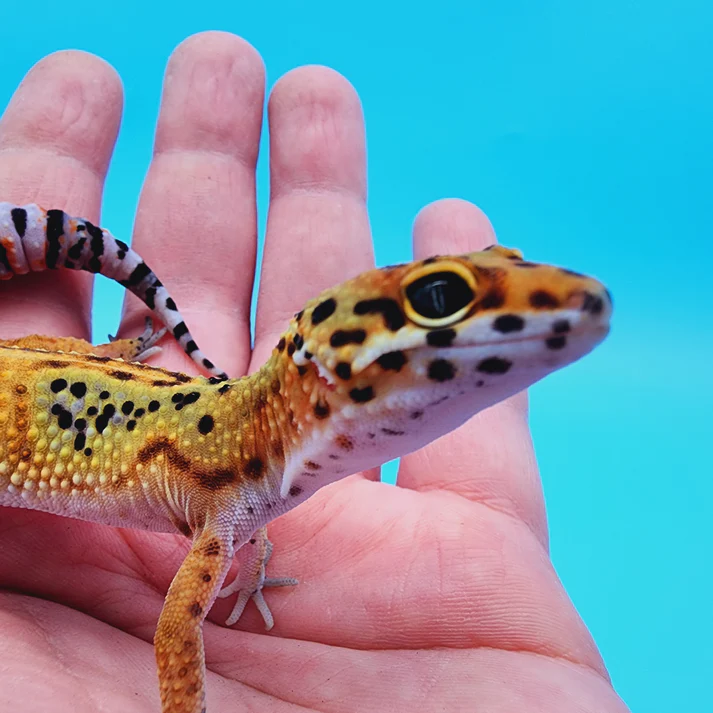 Leopardgecko kaufen online