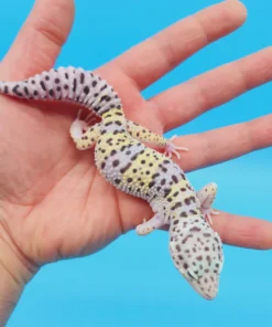 gecko kaufen