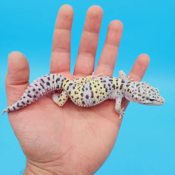 Riesen-Schnee Leopardgecko (weiblich), adult - Image 2