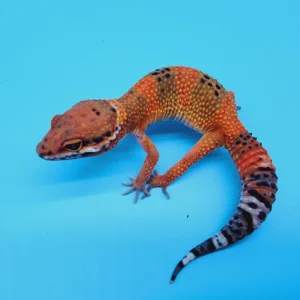 Hochweißer Mandarin-Inferno-Tremper-Albino-Leopardgecko