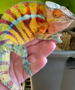 Pantherchamäleon Kaufen