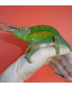 Chamäleon kaufen in der nähe