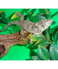 chamäleon kaufen zoohandlung