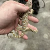 Tokay Gecko Kaufen