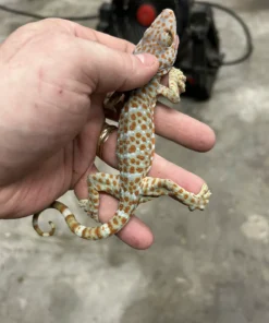 Tokay Gecko Kaufen