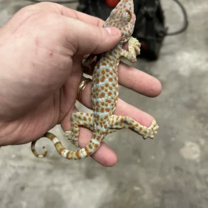 Tokay Gecko Kaufen