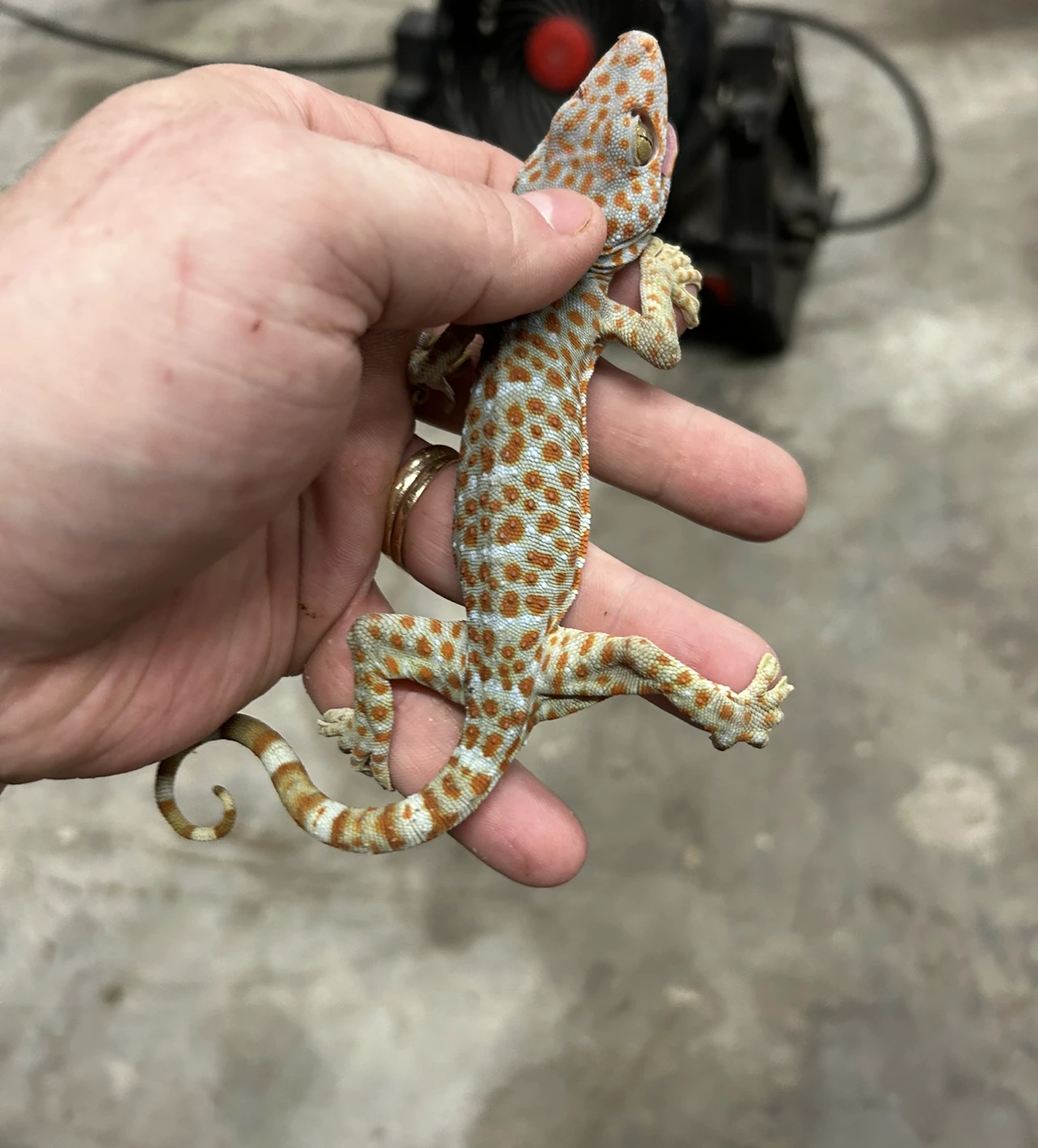 Tokay Gecko Kaufen