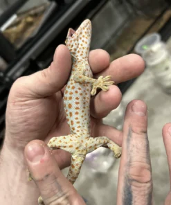 Tokay Gecko Kaufen