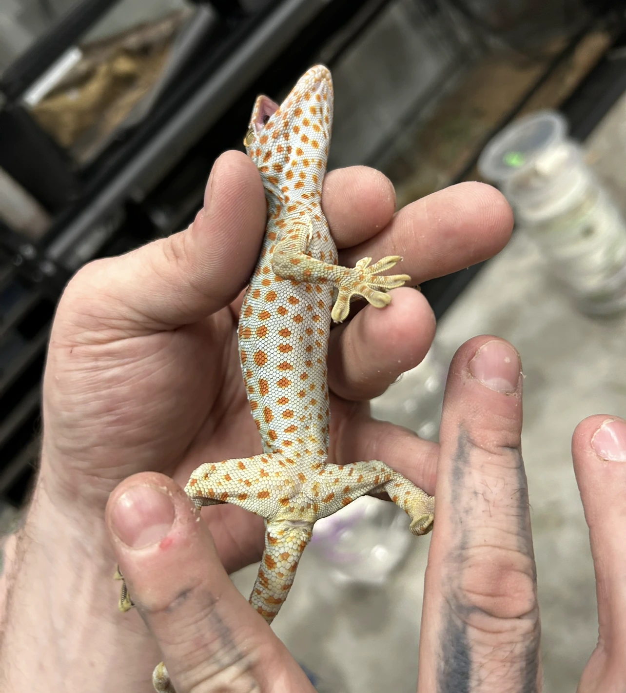 Tokay Gecko Kaufen