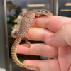 Varanus Acanthurus Kaufen