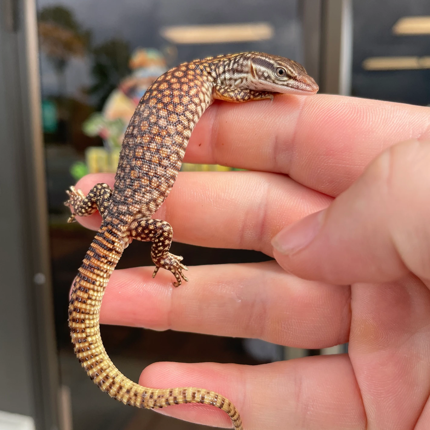 Varanus Acanthurus Kaufen Varanus Acanthurus Kaufen