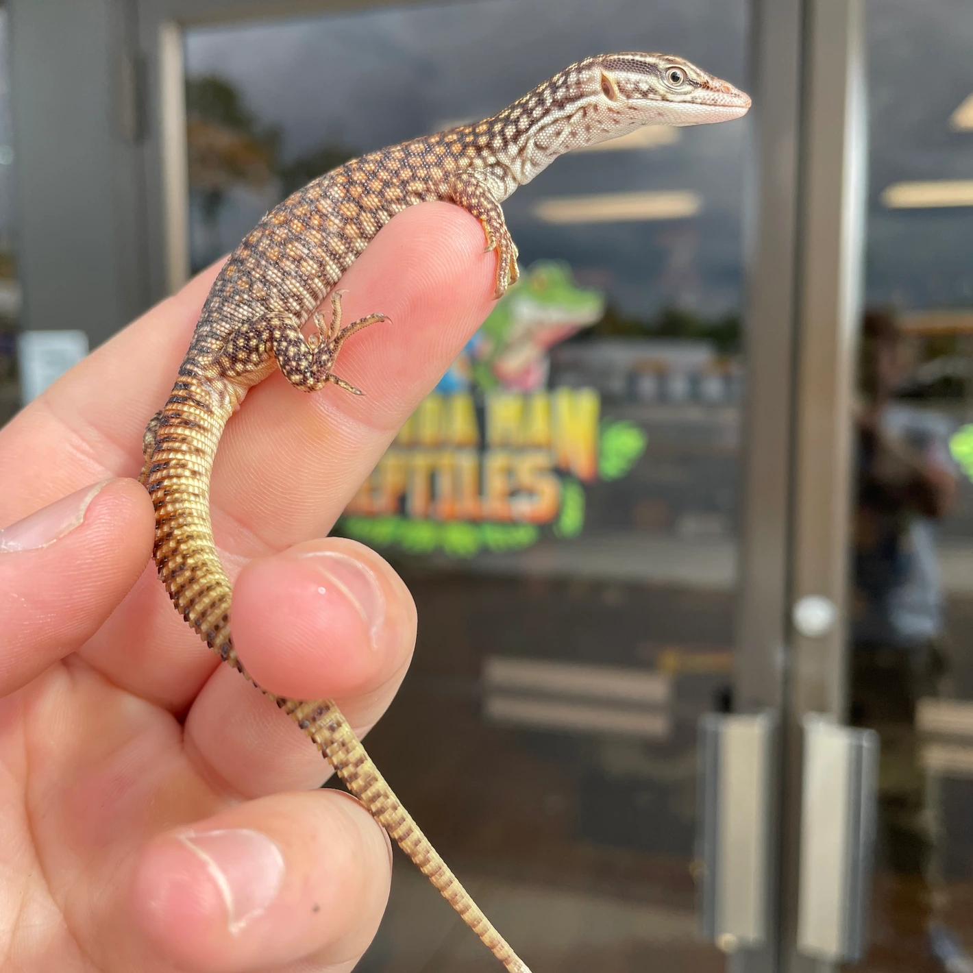 Reptilien online kaufen Reptilien online kaufen