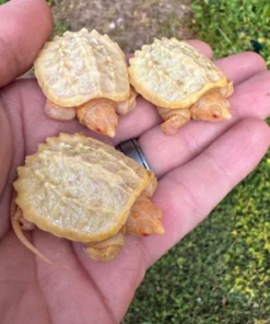 Schnappschildkröte Kaufen