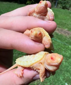 Schnappschildkröte Kaufen