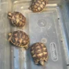Baby Schildkröte Kaufen