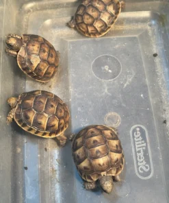 Baby Schildkröte Kaufen