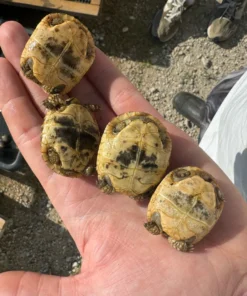 Baby Schildkröte Kaufen