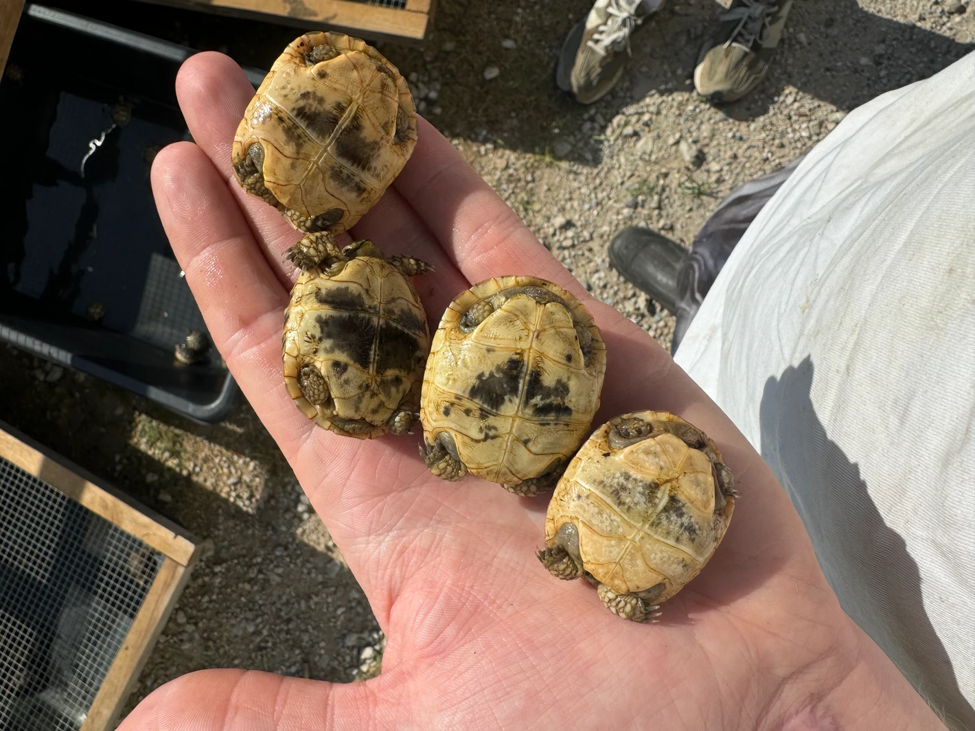 Baby Schildkröte Kaufen Baby Schildkröte Kaufen