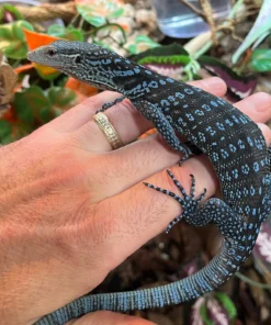 Blauer Baumwaran Kaufen