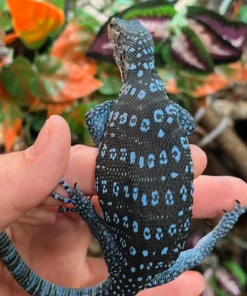 Blauer Baumwaran Kaufen