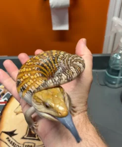 Blauzungenskink Kaufen