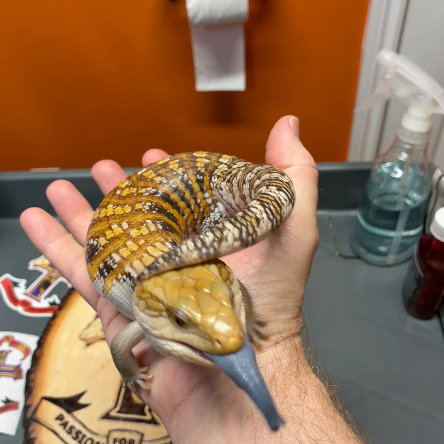 Blauzungenskink Kaufen Blauzungenskink Kaufen