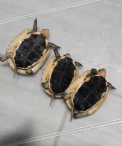 Dosenschildkröte kaufen