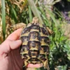 Griechische schildkröte kaufen
