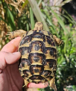 Griechische schildkröte kaufen