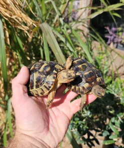 Griechische Landschildkröten