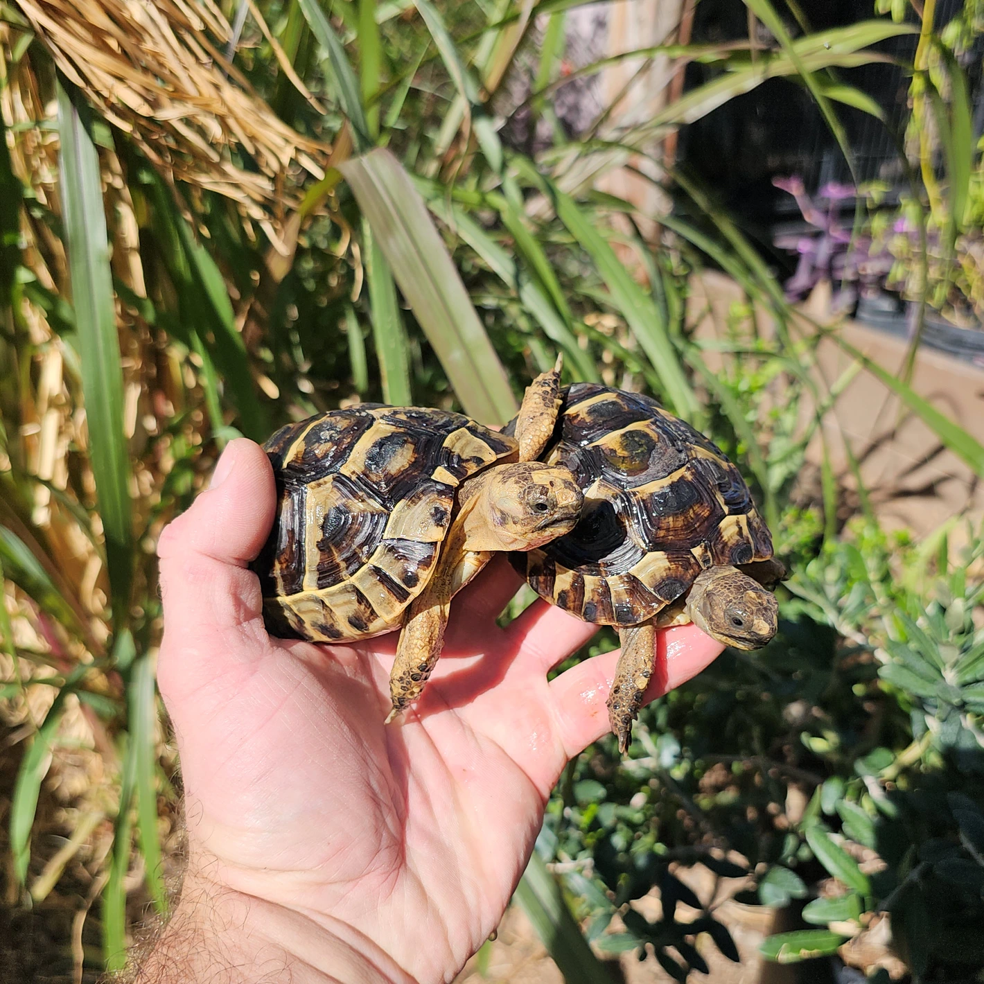 Griechische Landschildkröten Griechische Landschildkröten