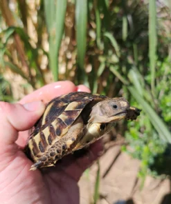 Griechische schildkröte kaufen