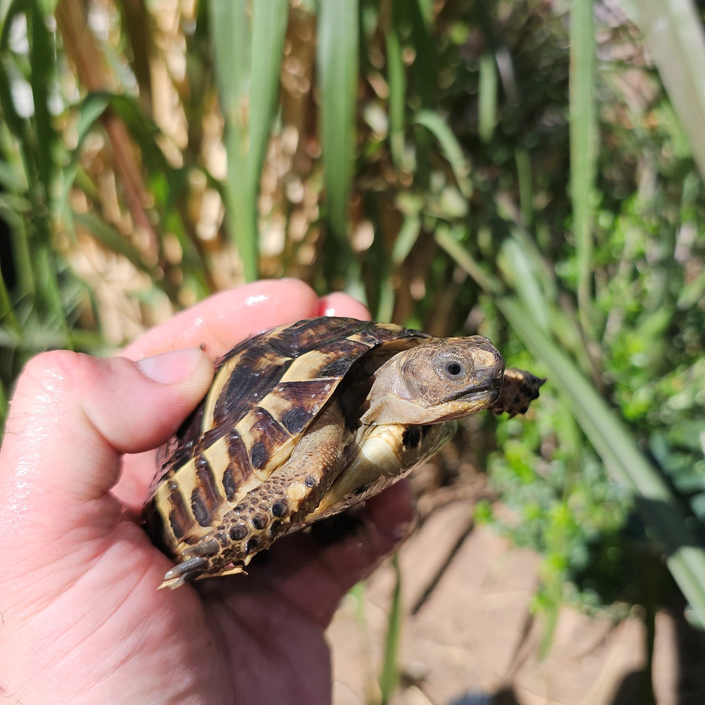 Griechische schildkröte kaufen Griechische schildkröte kaufen