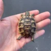 Griechische Landschildkröte Kaufen