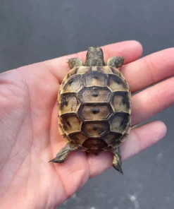 Griechische Landschildkröte Kaufen