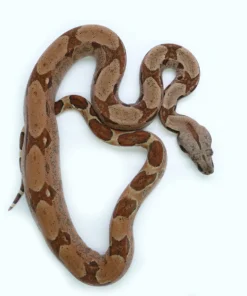 Boa constrictor imperator kaufen