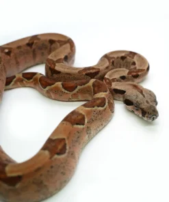 Boa constrictor imperator kaufen